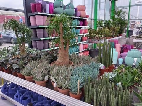 Różnorodne rośliny doniczkowe, w tym drzewka Beaucarnea recurvata, sansewierie i sukulenty, ustawione na półkach w szklarni, z kolorowymi doniczkami w tle.