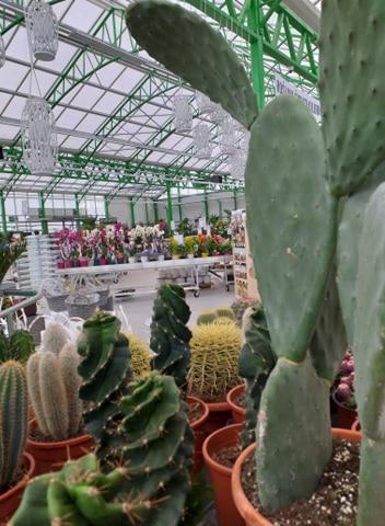 Różnorodne kaktusy w doniczkach w szklarni, z widocznym kaktusem Opuncja na pierwszym planie i kwiatami w tle.
