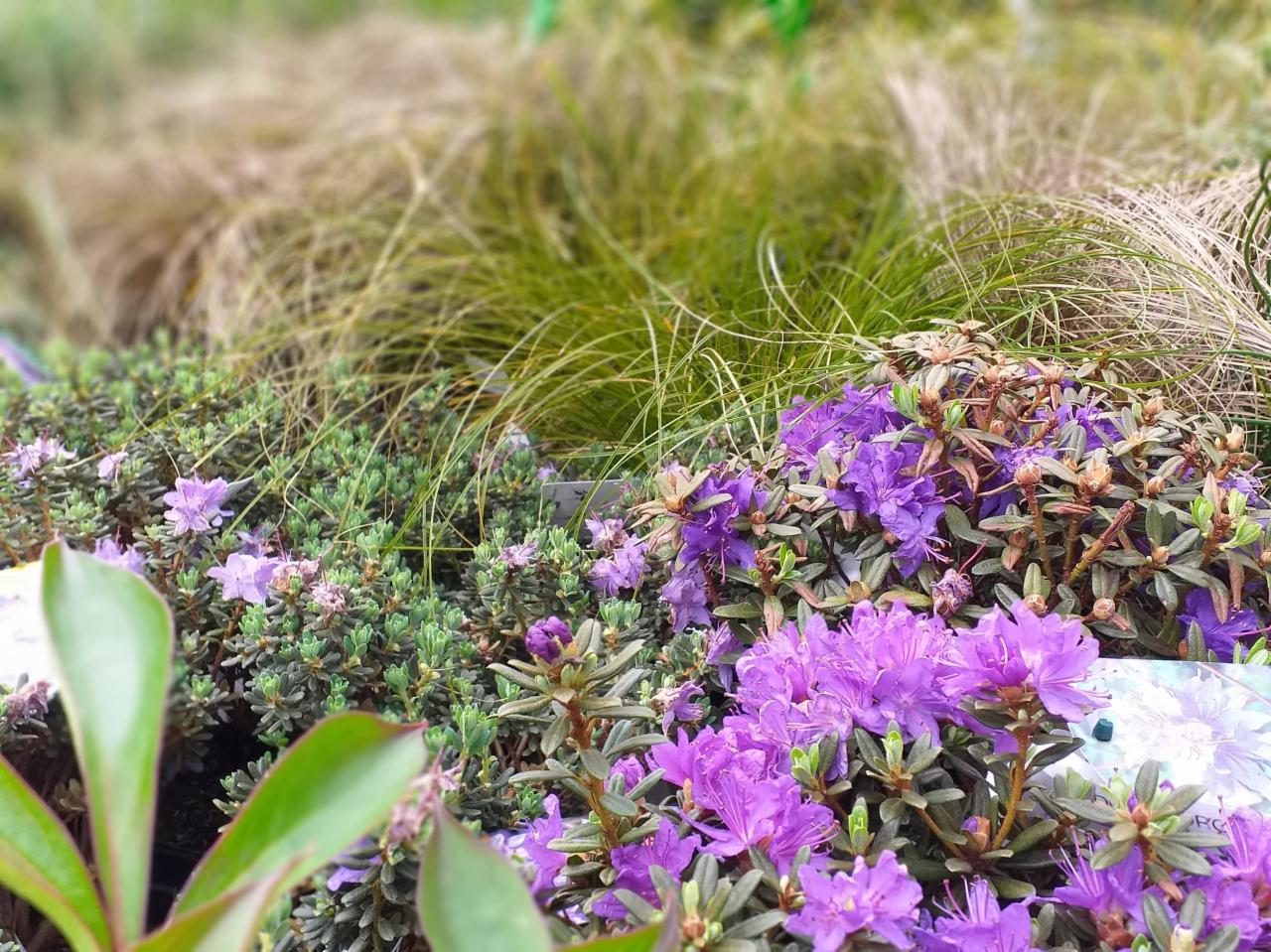 Kępa kwitnącego rododendrona o intensywnie fioletowych kwiatach, w tle trawy ozdobne i inne rośliny o zielonych liściach.