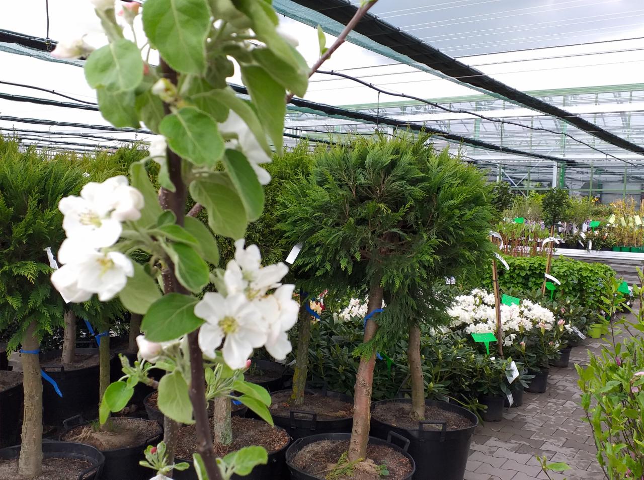 Kwitnąca jabłoń w doniczce na tle szkółki roślin z kulistymi tujami i kwitnącymi rododendronami.