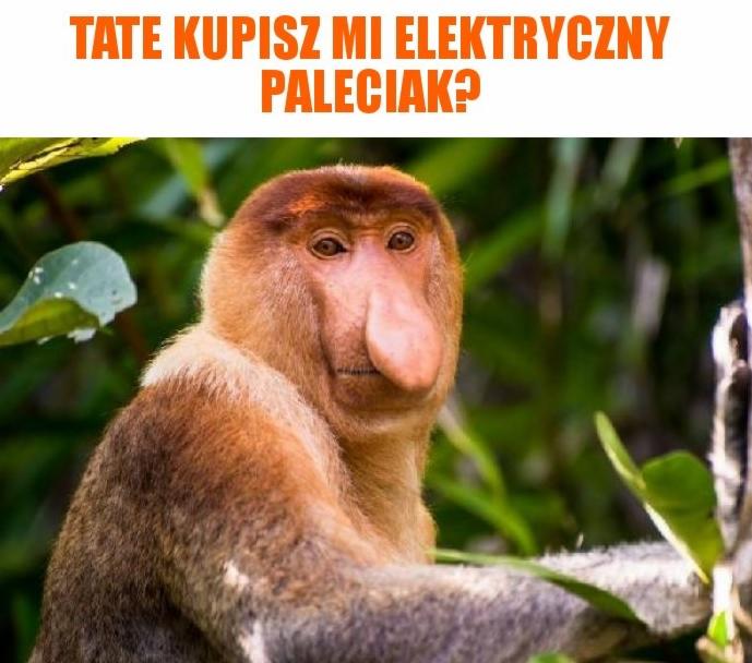 Nosacz Sundajski z tekstem 'Tate kupisz mi elektryczny paleciak?' na tle zieleni.