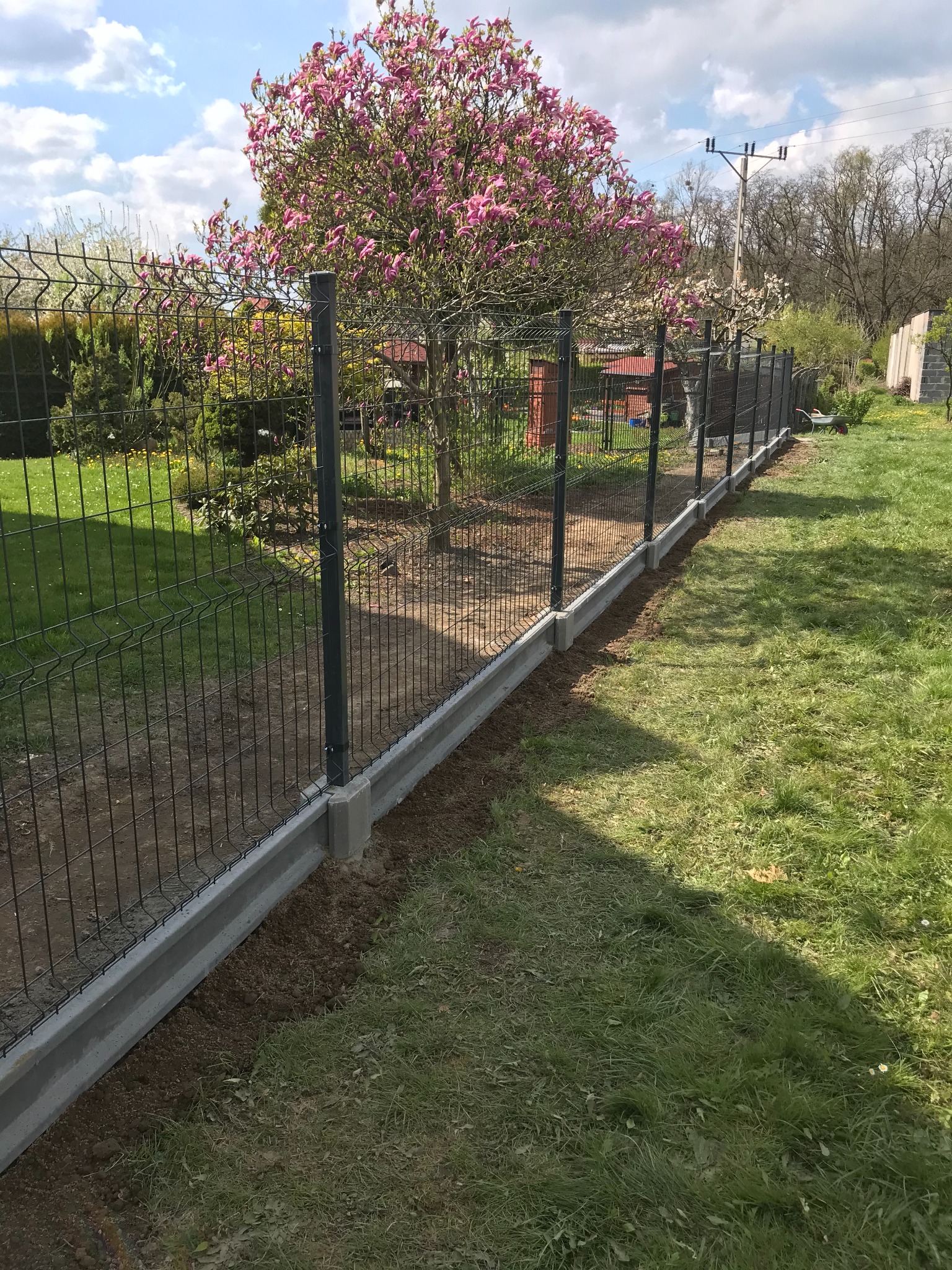 Nowo zamontowane ogrodzenie panelowe z podmurówką betonową w ogrodzie, z kwitnącą magnolią w tle i świeżo obsypaną ziemią wokół podmurówki.