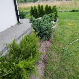 Świeżo posadzone tuje szmaragdowe i jałowce wzdłuż ścieżki z kostki, widoczna żółta linka wyznaczająca linię nasadzeń, w tle dom jednorodzinny i słupy wysokiego napięcia.