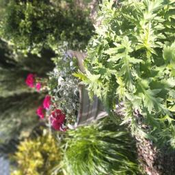 Pielęgnacja ogrodów Złotniki 2