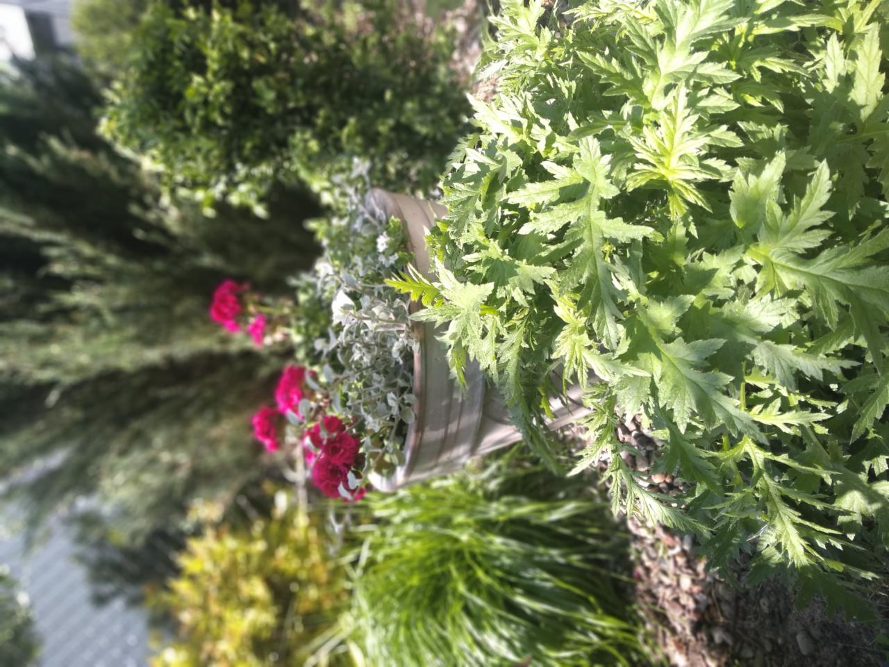 Kompozycja roślin w donicy z czerwonymi kwiatami na tle zieleni ogrodowej, widok z góry.