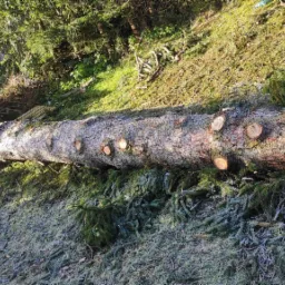 Ścięty pień drzewa iglastego leżący na ziemi pokrytej igliwiem i resztkami gałęzi, widoczne ślady po odciętych konarach.