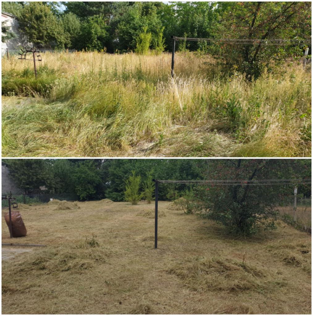 Porównanie: zarośnięty ogród przed koszeniem i krótko przystrzyżony trawnik po koszeniu, z widocznymi pokosami trawy. Ujęcie w słoneczny dzień.