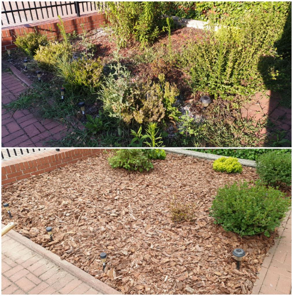 Dwa ujęcia rabaty kwiatowej przed i po wyłożeniu korą. Górne zdjęcie przedstawia zarośniętą rabatę z chwastami, dolne zdjęcie ukazuje rabatę po wyłożeniu korą i posadzeniu kilku krzewów.