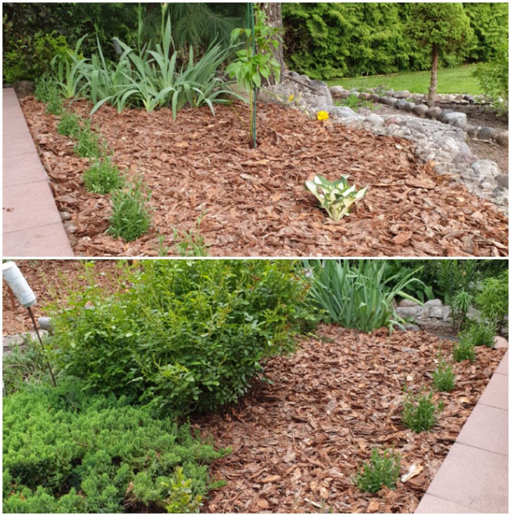 Rabata z nowo posadzonymi roślinami, wysypana korą, obrzeża z kostki brukowej, widok z dwóch perspektyw.