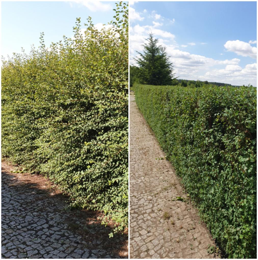 Dwa ujęcia formowanego żywopłotu z zielonych krzewów oddzielone pionową linią, z brukowaną ścieżką wzdłuż niego, na jednym ujęciu w tle widoczny świerk.