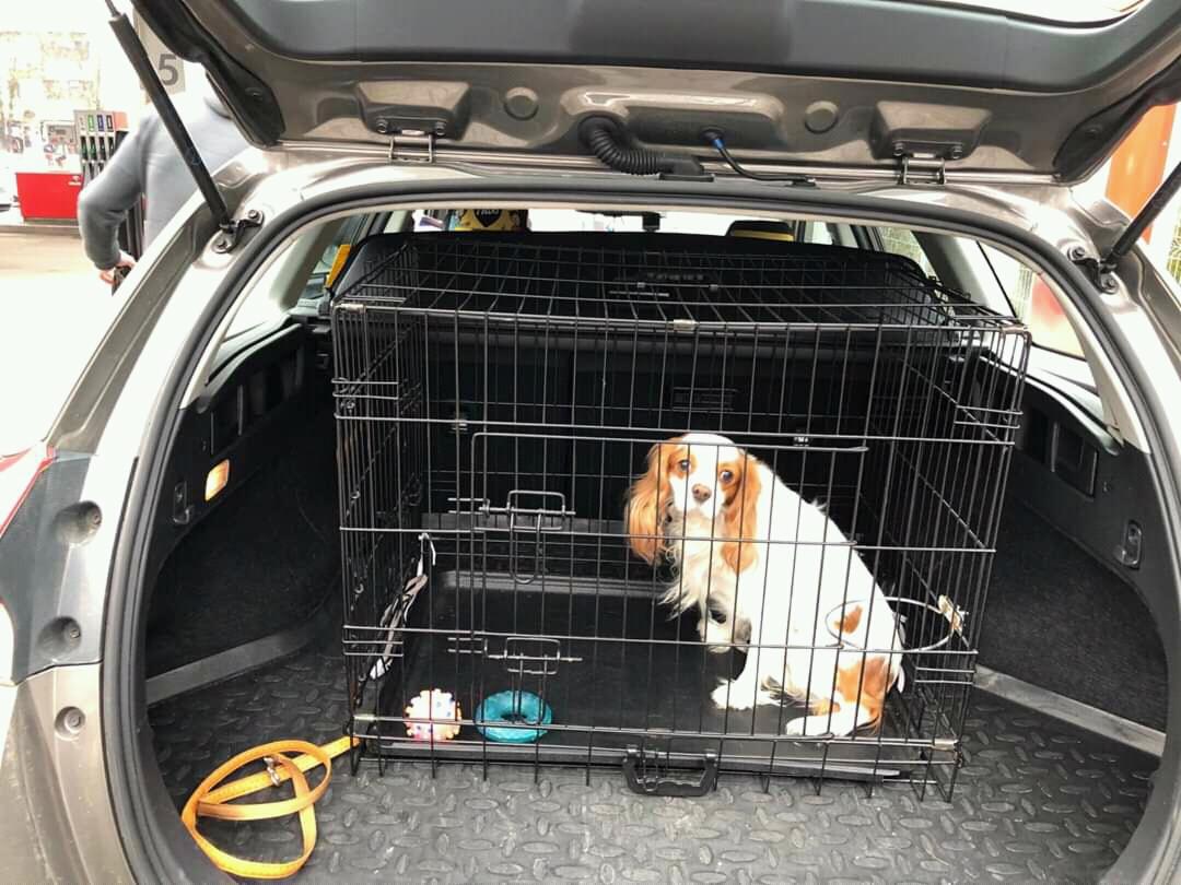 Spaniel w klatce transportowej w bagażniku samochodu kombi, widoczne zabawki i smycz, tło stanowi stacja benzynowa.