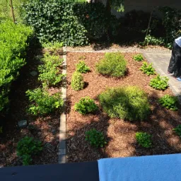 Świeżo posadzone krzewy i drzewka iglaste na rabacie wysypanej korą, widok z góry na ogród z osobą przyczepiającą przyczepkę.