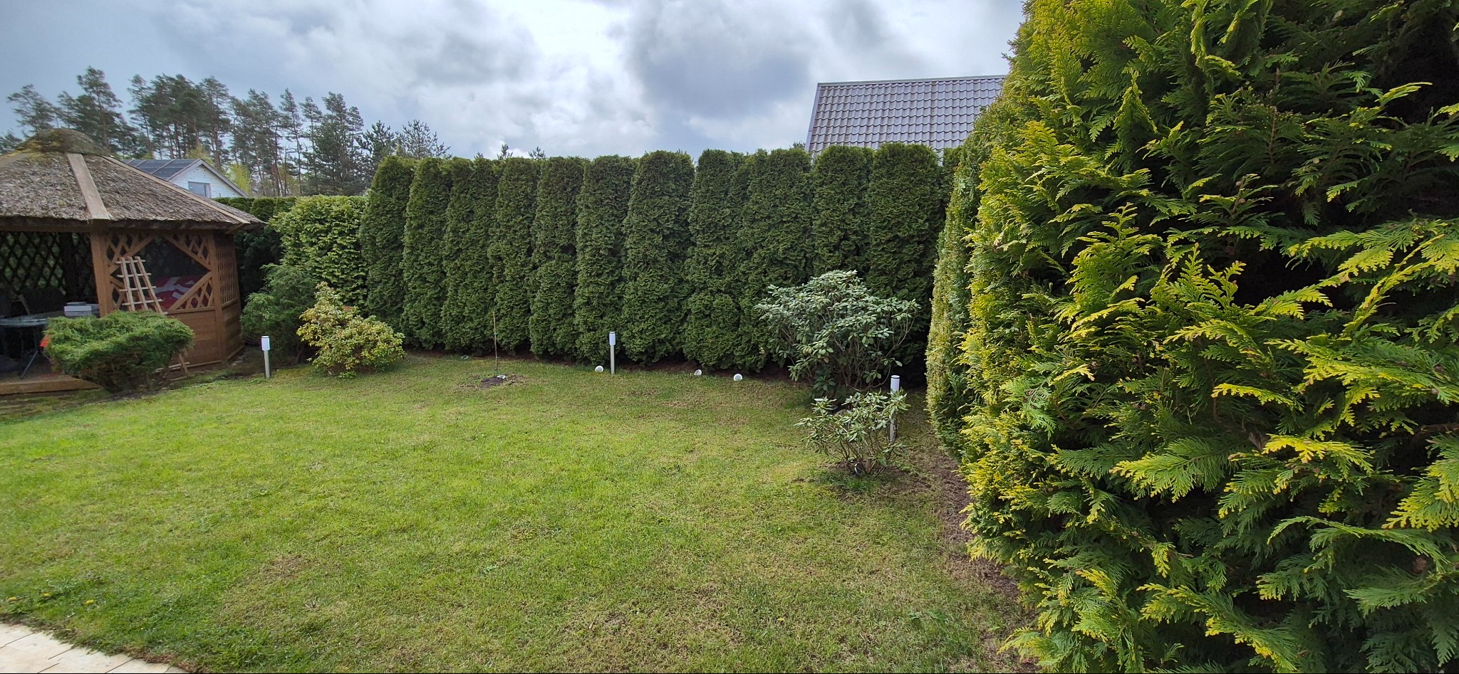 Zadbany ogród z równo przyciętymi tujami tworzącymi żywopłot, zielony trawnik i altana z trzcinowym dachem w tle, pod pochmurnym niebem.
