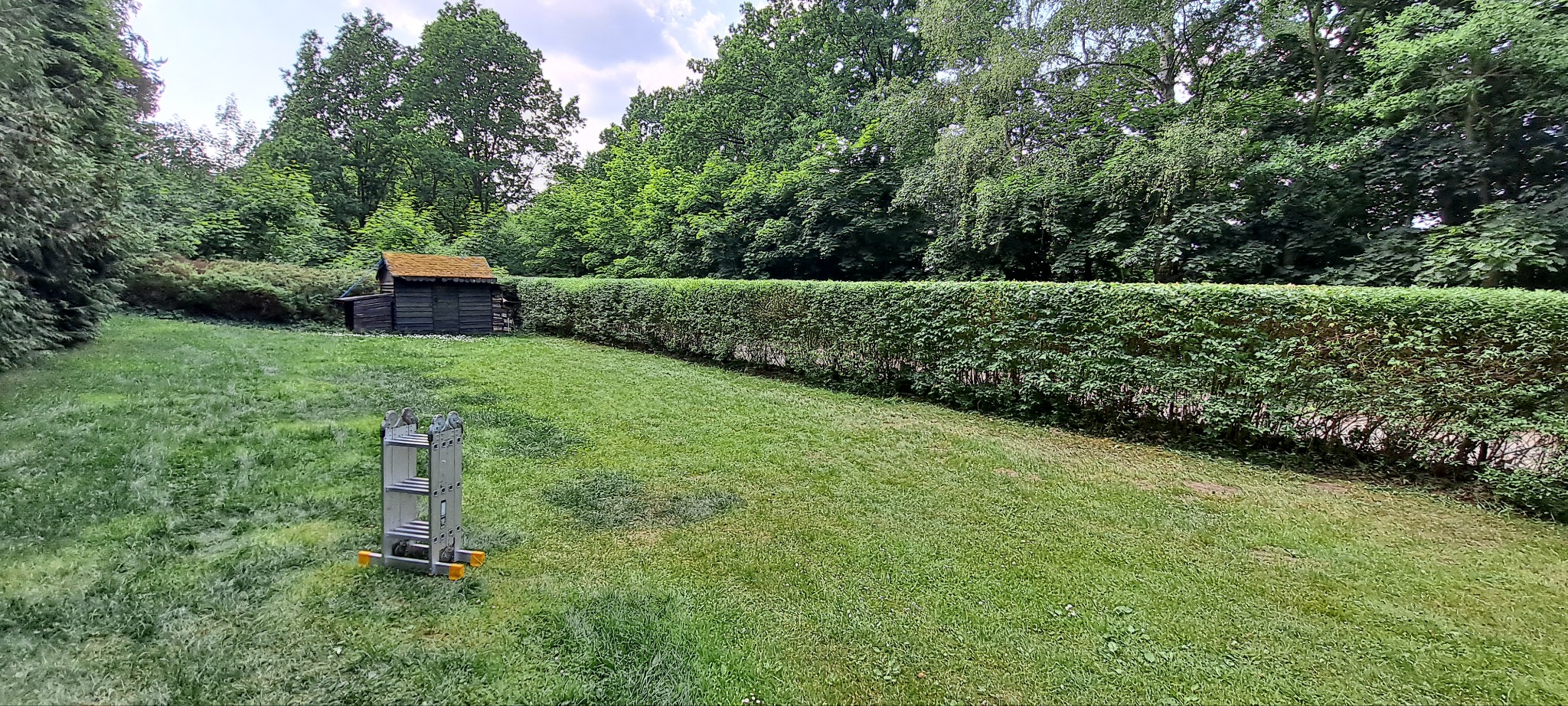 Zadbany ogród z równo przyciętym żywopłotem i zieloną trawą. W tle drewniana altana z mchem na dachu. Rozłożona aluminiowa drabina na trawniku.