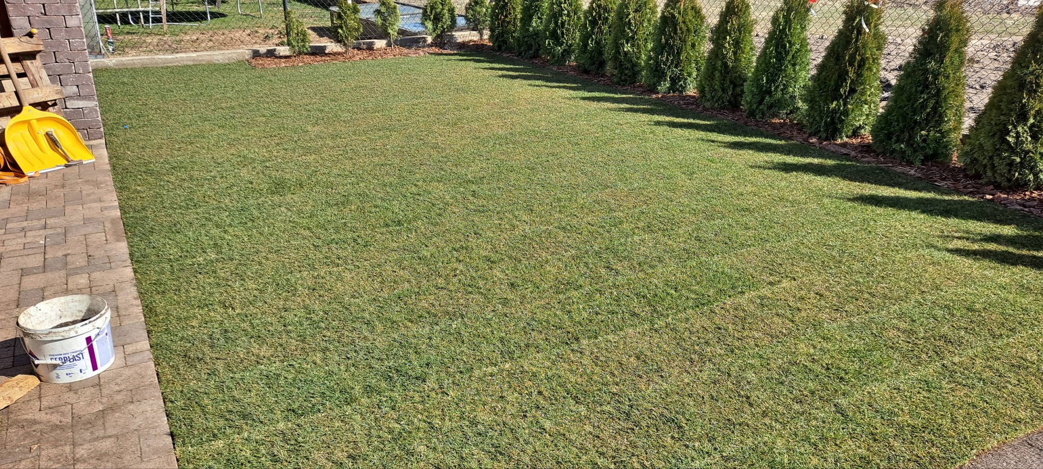 Świeżo ułożona trawa z rolki, widok z góry. W tle rząd tuj i płot z siatki. Na pierwszym planie wiadro i łopata.