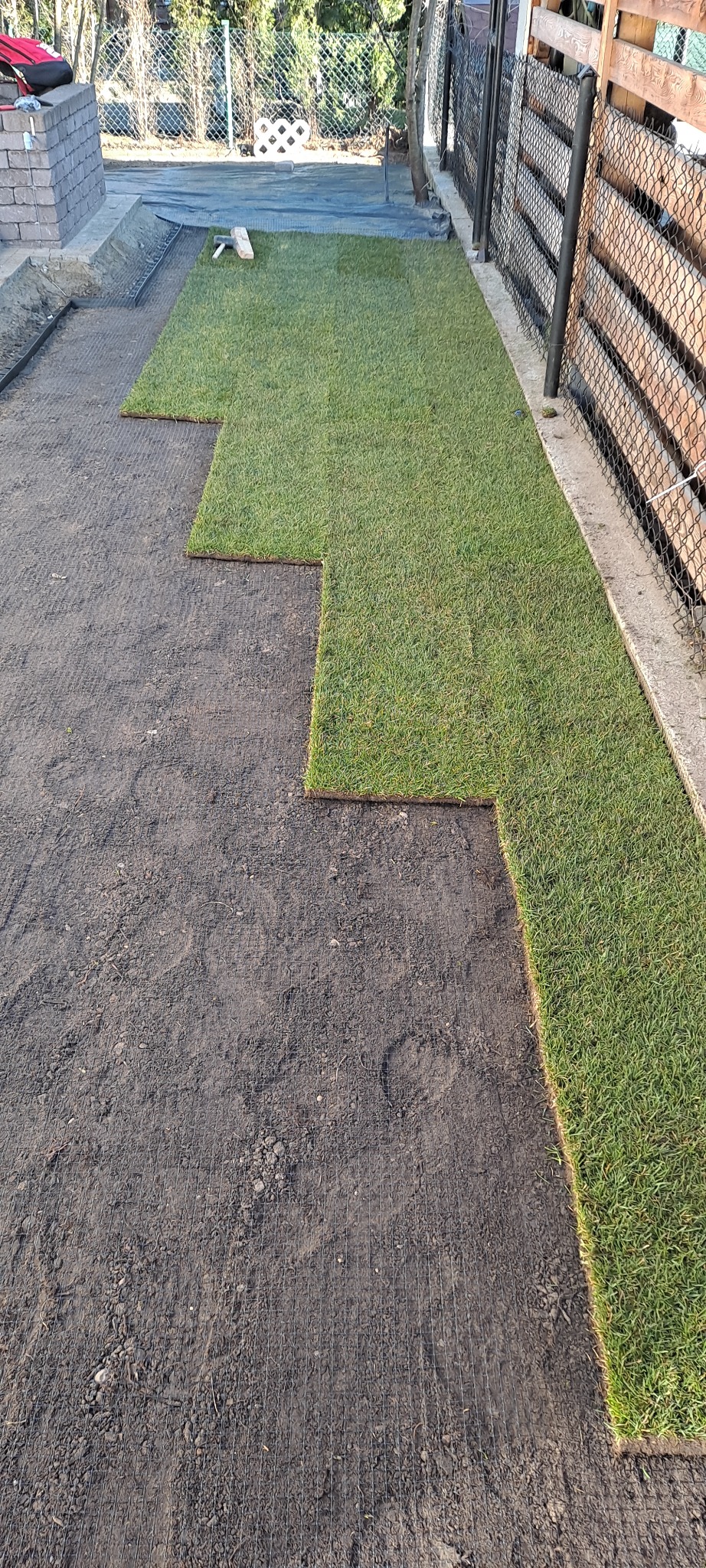 Układanie trawy z rolki na przygotowanym podłożu. Widoczna siatka wzmacniająca grunt. Świeża, zielona trawa kontrastuje z ciemną ziemią. Częściowo ukończony trawnik.