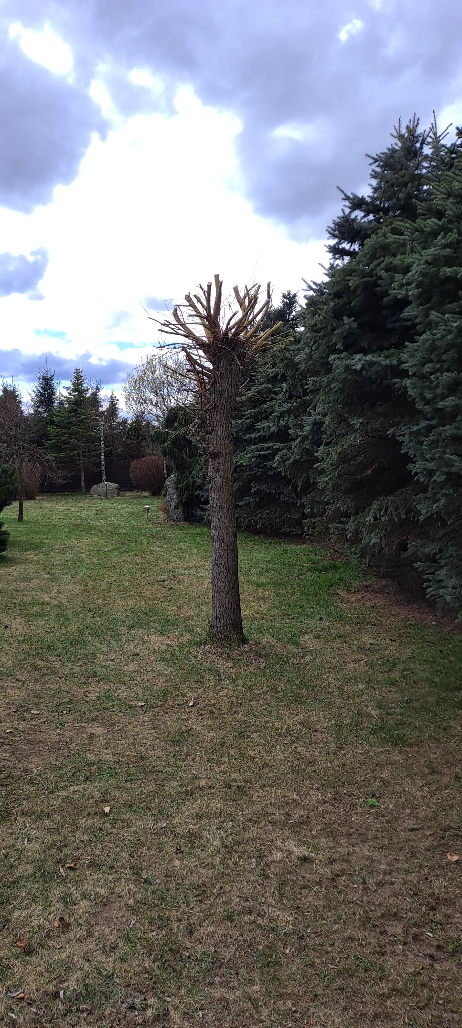 Drzewo z obciętymi gałęziami w ogrodzie, widoczne liczne cięcia, w tle iglaki i pochmurne niebo.