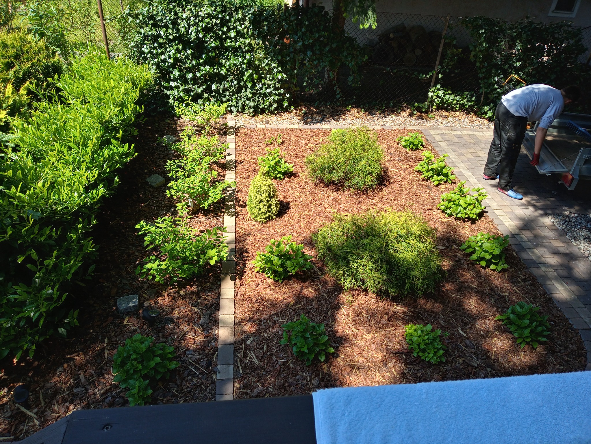 Świeżo posadzone krzewy i drzewka iglaste na rabacie wysypanej korą, widok z góry na ogród z osobą przyczepiającą przyczepkę.