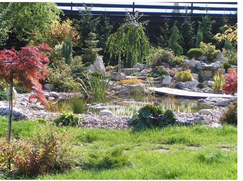 Oczko wodne z kamiennym brzegiem, drewnianym mostkiem i różnorodną roślinnością, w tle drzewa iglaste i liściaste, z widocznym czerwonym klonem palmowym.