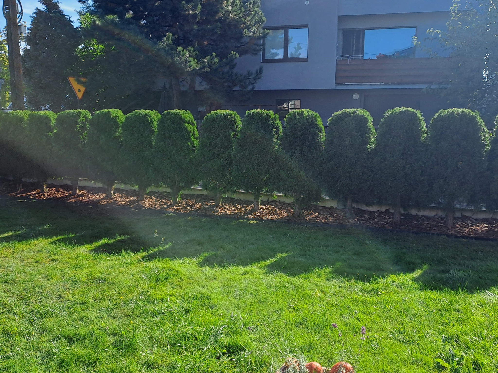 Równy szpaler strzyżonych, zielonych tuj oddziela trawnik od domu. Pod tujami kora. W tle szary budynek z oknami. Słoneczny dzień.