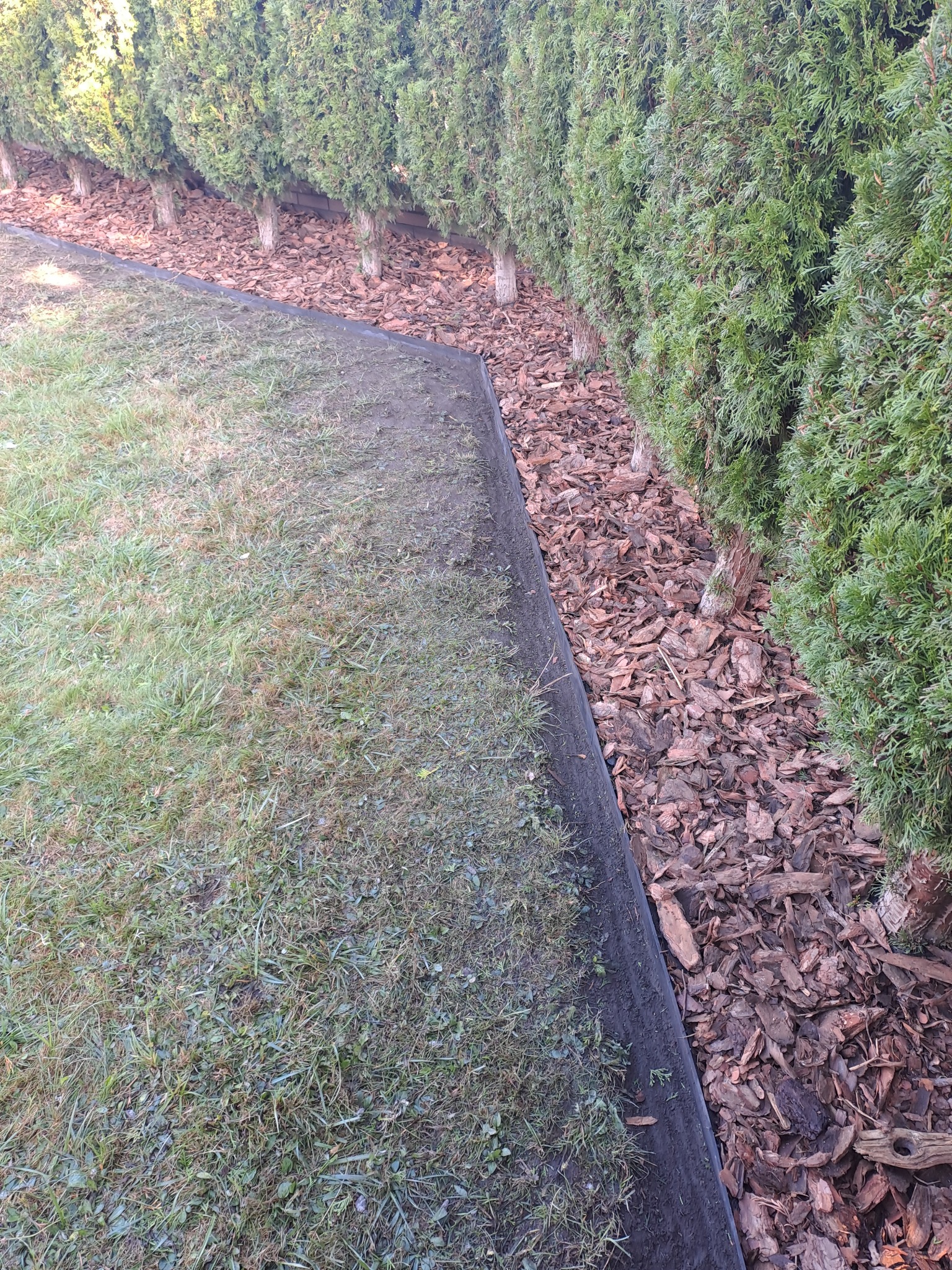 Świeżo skoszona trawa oddzielona obrzeżem od kory pod tujami, tworząca estetyczny pas zieleni w ogrodzie. Widok z góry na uporządkowaną przestrzeń.