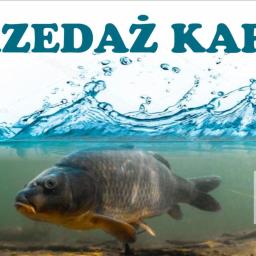 Sprzedaż karpia amura 