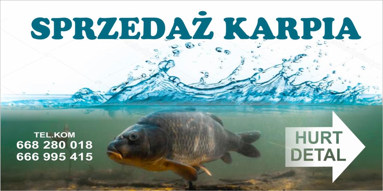 Sprzedaż karpia amura