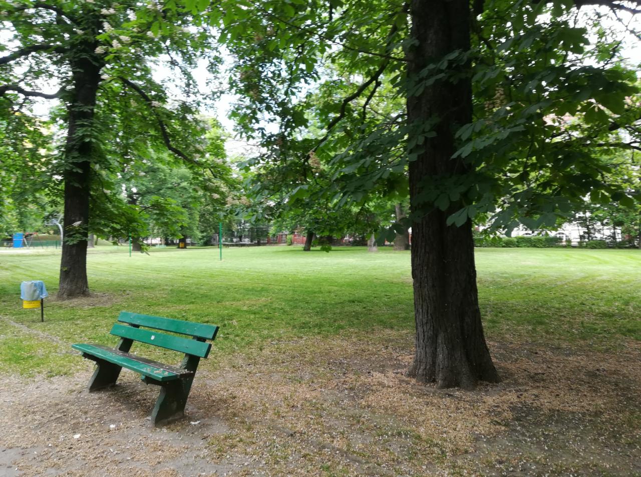 Zielona ławka w parku na tle świeżo skoszonego trawnika i drzew kasztanowca.