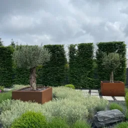 Ogród z drzewkami oliwnymi w rdzawych donicach, niskimi krzewami i kamienną ścieżką na tle żywopłotu pod pochmurnym niebem.