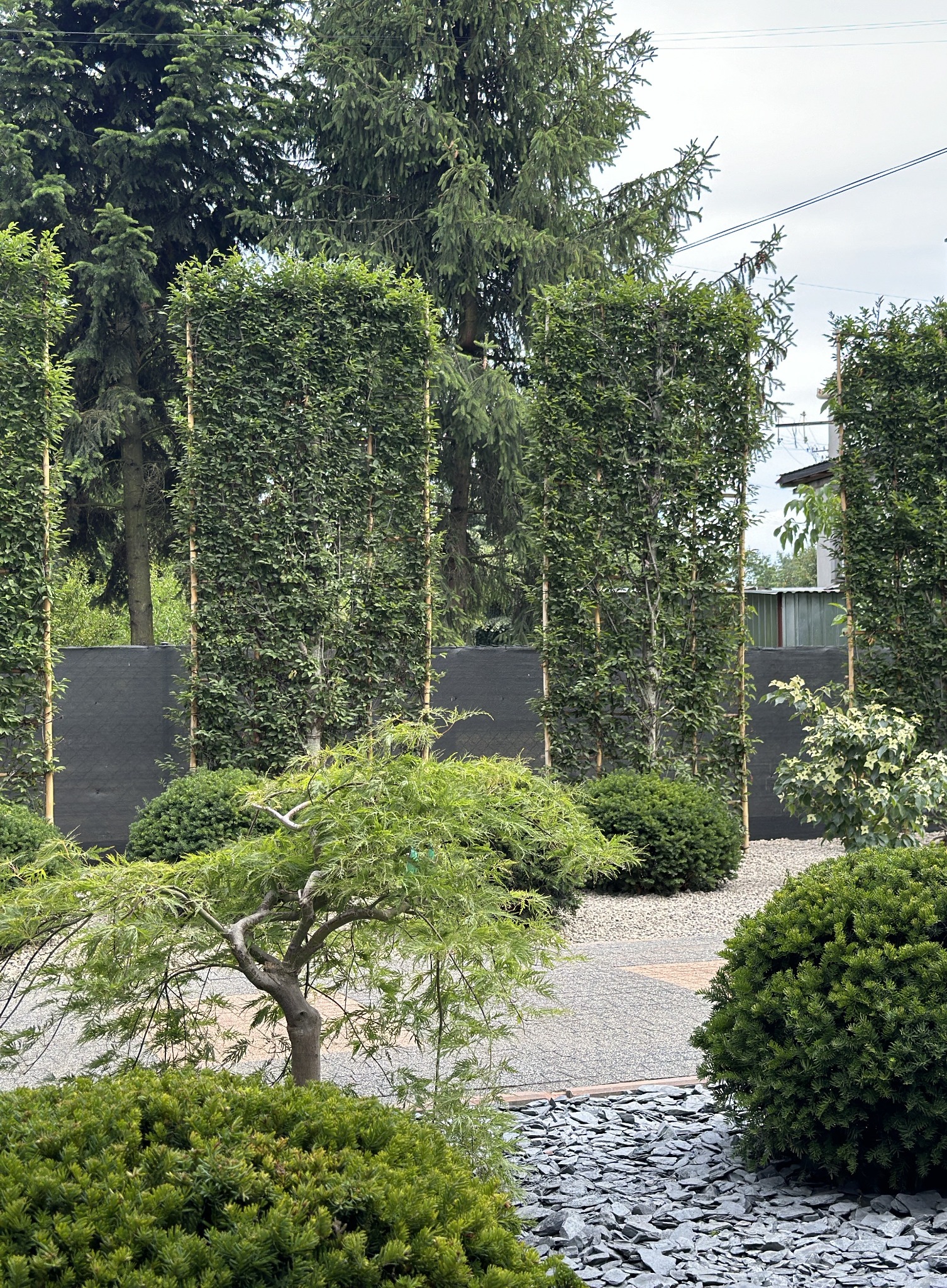 Formowane żywopłoty z grabu w szpalerze, podparte bambusowymi tyczkami, otoczone ozdobnymi krzewami i kamieniami w nowoczesnym ogrodzie.