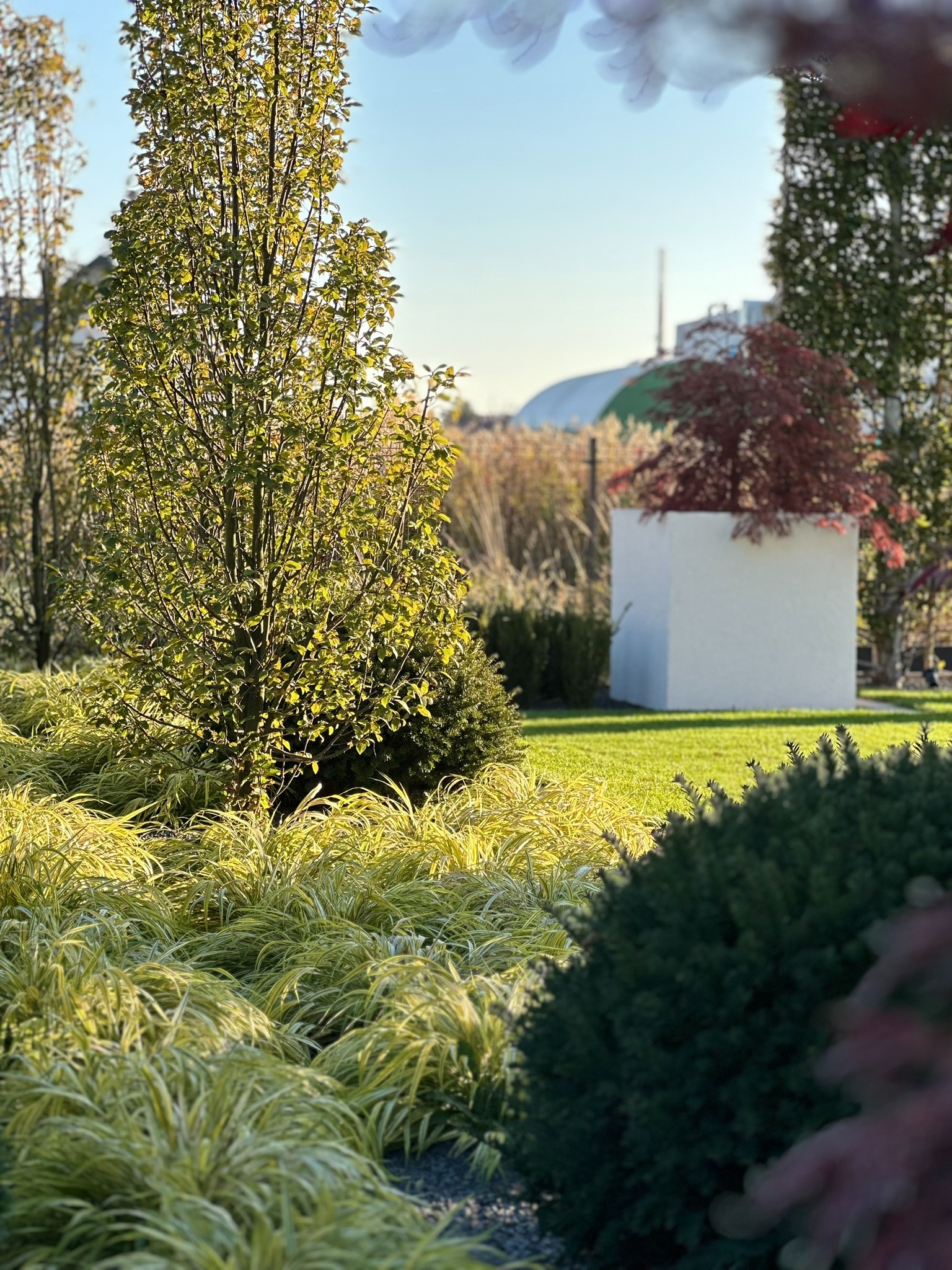 Starannie zaaranżowany ogród z młodymi drzewami, ozdobnymi trawami i krzewami, z białym sześcianem w tle, prawdopodobnie jako element dekoracyjny lub podstawa pod roślinę, w słoneczny dzień.