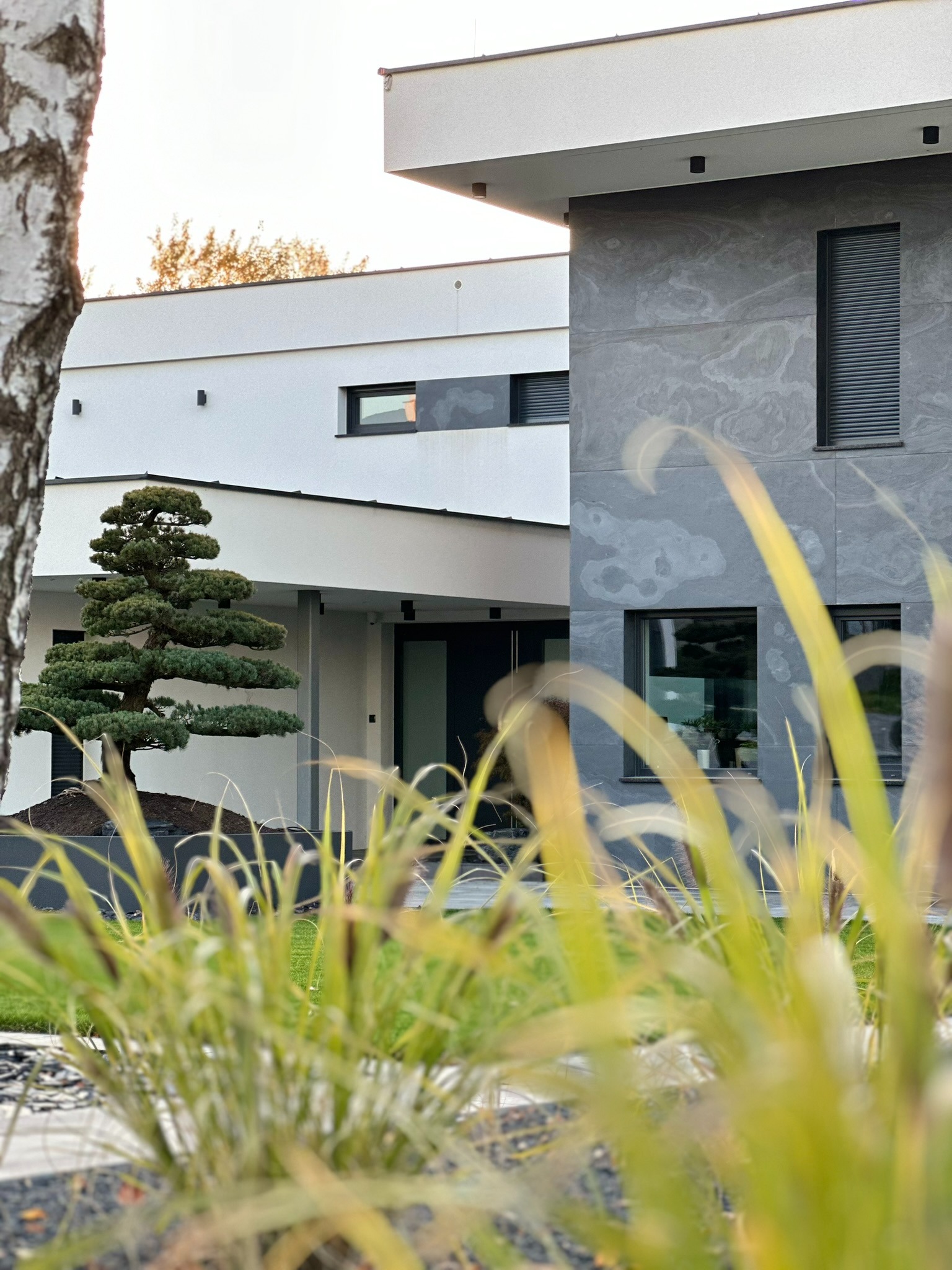 Uformowane drzewko bonsai w nowoczesnym ogrodzie w Przewrotnem, z trawami ozdobnymi na pierwszym planie i minimalistycznym domem w tle.