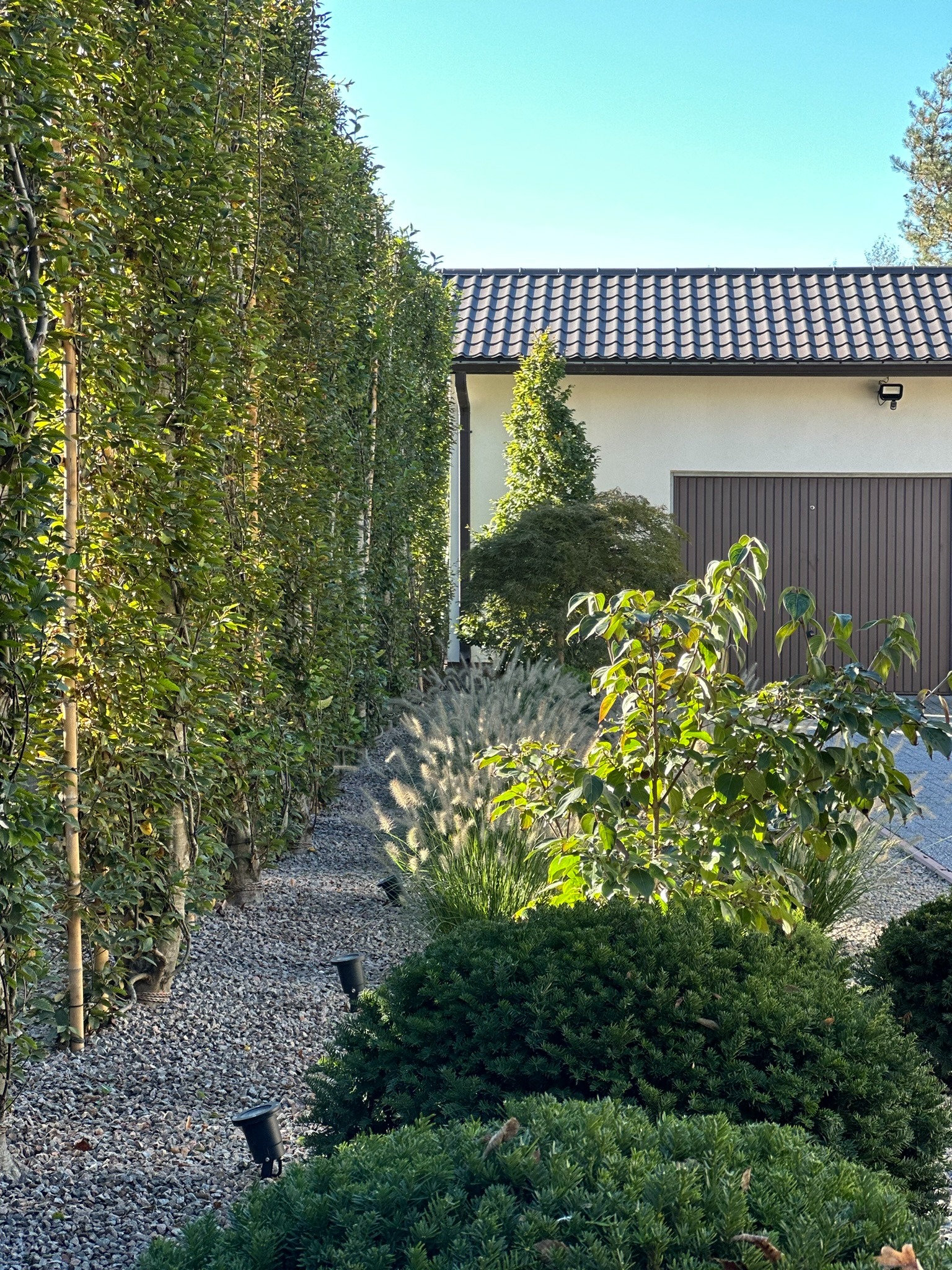 Szpaler formowanych drzew liściastych wzdłuż ścieżki z jasnego żwiru, oświetlonej niskimi lampami, z budynkiem w tle.