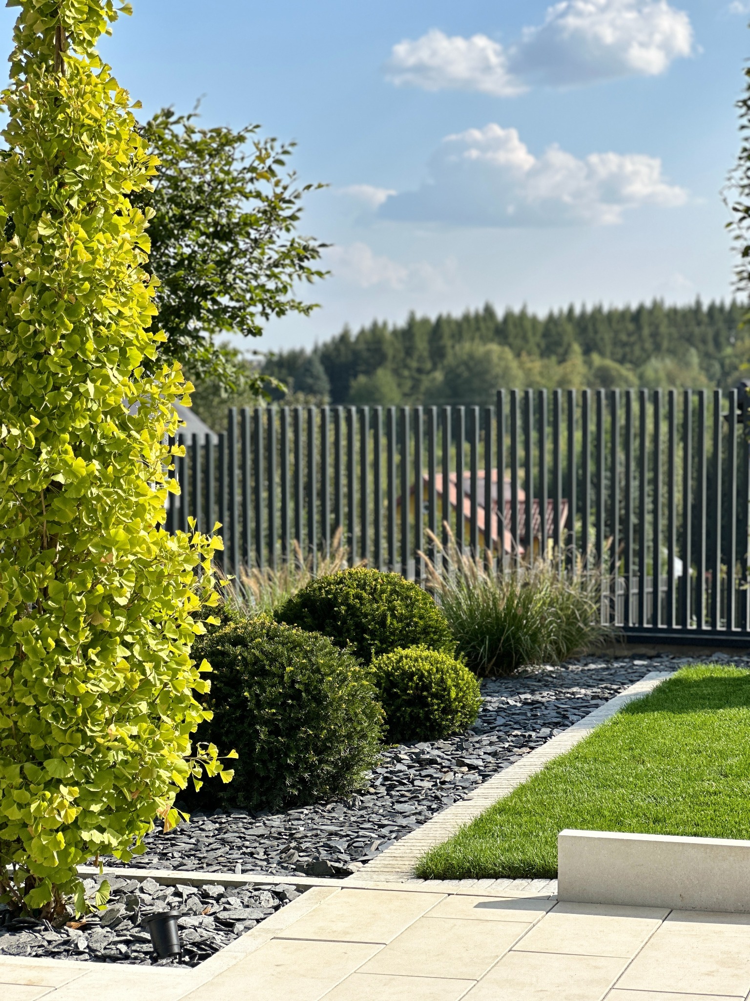 Starannie zaaranżowany ogród z młodym drzewem miłorzębu o jasnozielonych liściach, kulistymi krzewami i ozdobną trawą, wysypany ciemnym grysem, ograniczony minimalistycznym ogrodzeniem z metalowych...