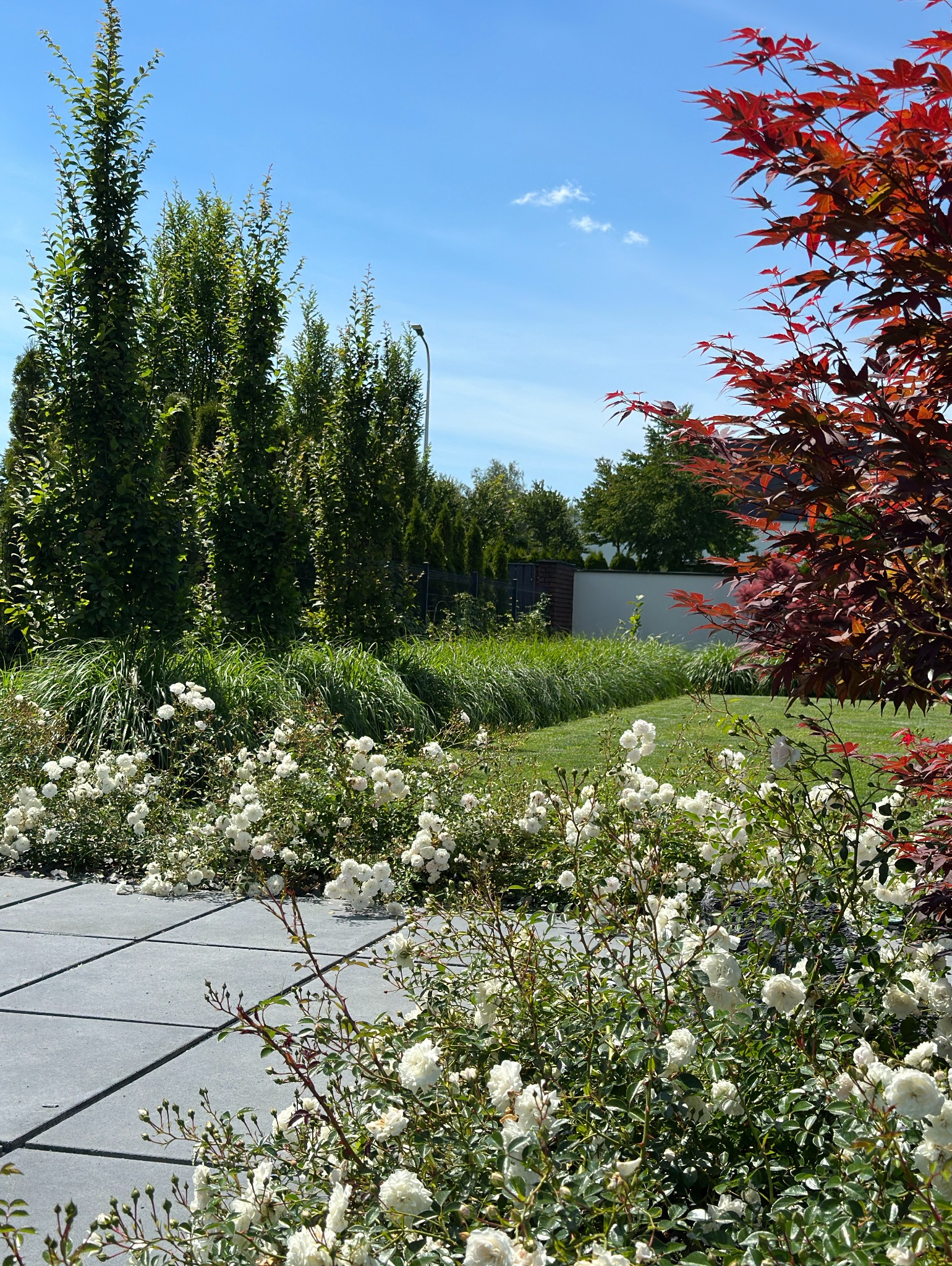 Kwitnące białe róże wzdłuż ścieżki z szarych płyt betonowych w ogrodzie, z wysokimi drzewami iglastymi i czerwonym klonem japońskim w tle, na tle błękitnego nieba.