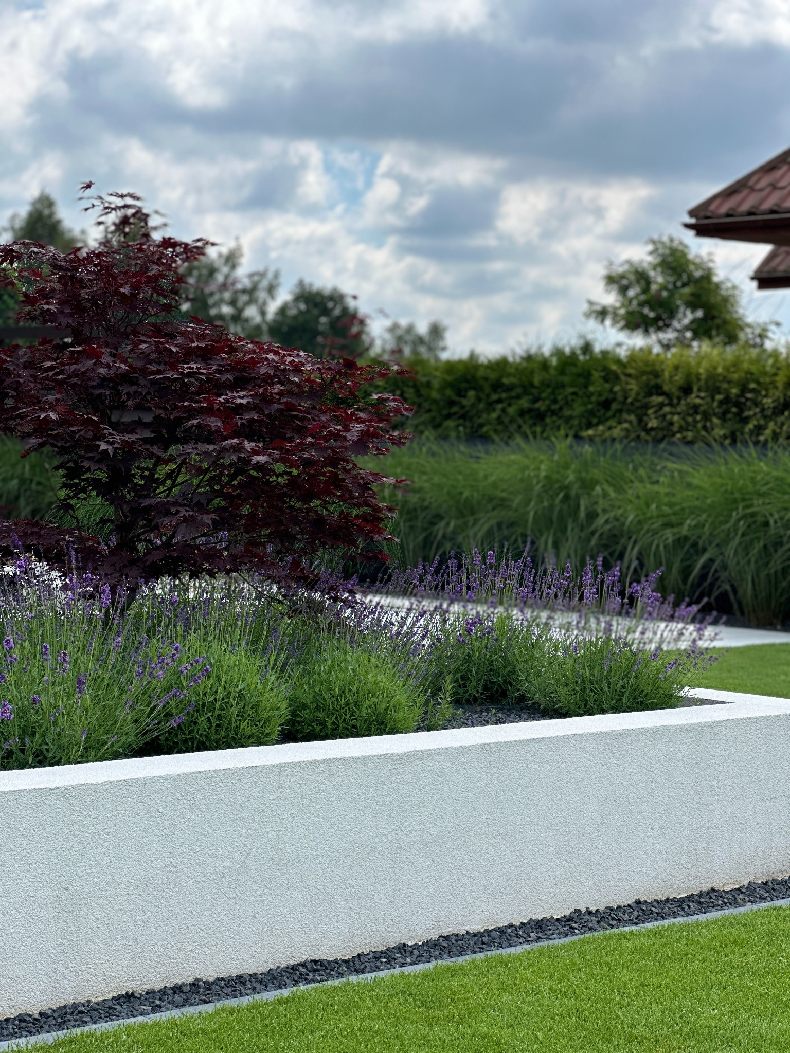Nowoczesny ogród z podwyższoną rabatą, obsadzoną lawendą i bordowym klonem palmowym na tle ozdobnych traw i błękitnego nieba.