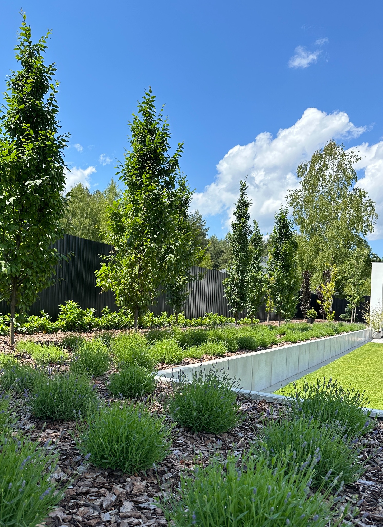 Nowoczesny ogród z rzędami drzew, rabatami lawendy wysypanymi korą, betonowym obrzeżem i czarnym ogrodzeniem panelowym w tle pod błękitnym niebem.