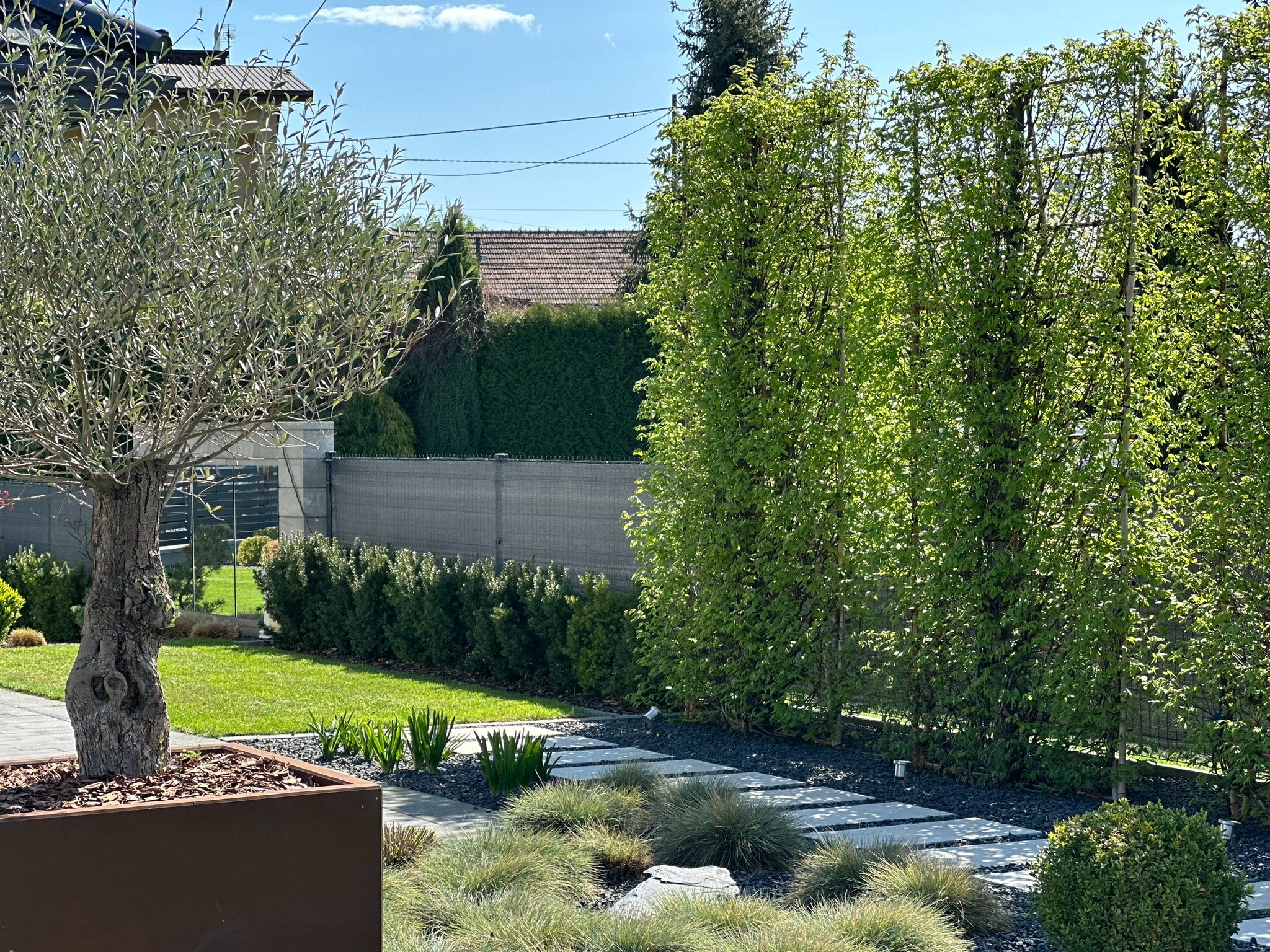Nowoczesny ogród z drzewem oliwnym w donicy, ścieżką z płyt betonowych i ekranem z pnących roślin na podporach, otoczony dekoracyjnym żwirem i trawami ozdobnymi.