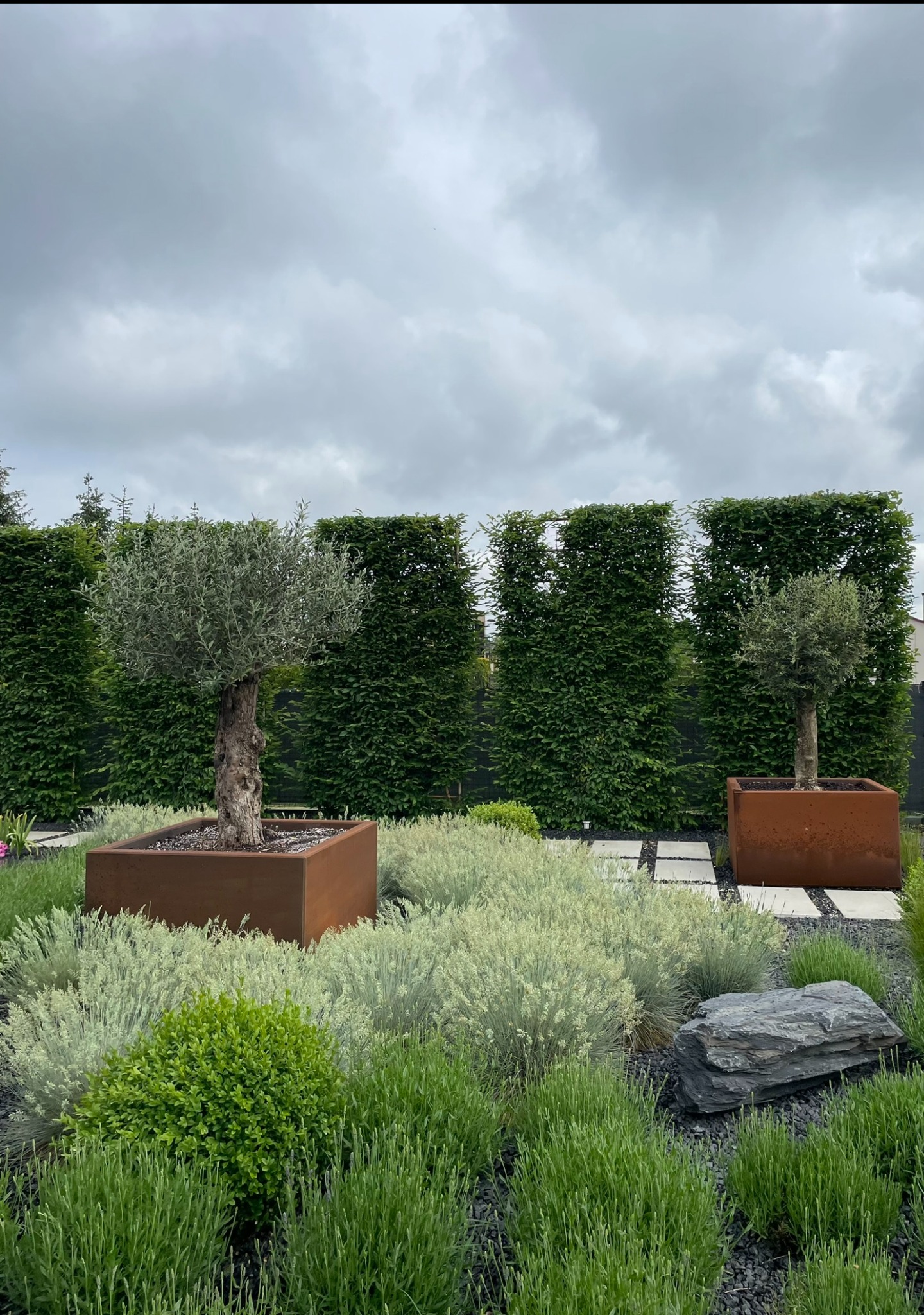 Ogród z drzewkami oliwnymi w rdzawych donicach, niskimi krzewami i kamienną ścieżką na tle żywopłotu pod pochmurnym niebem.