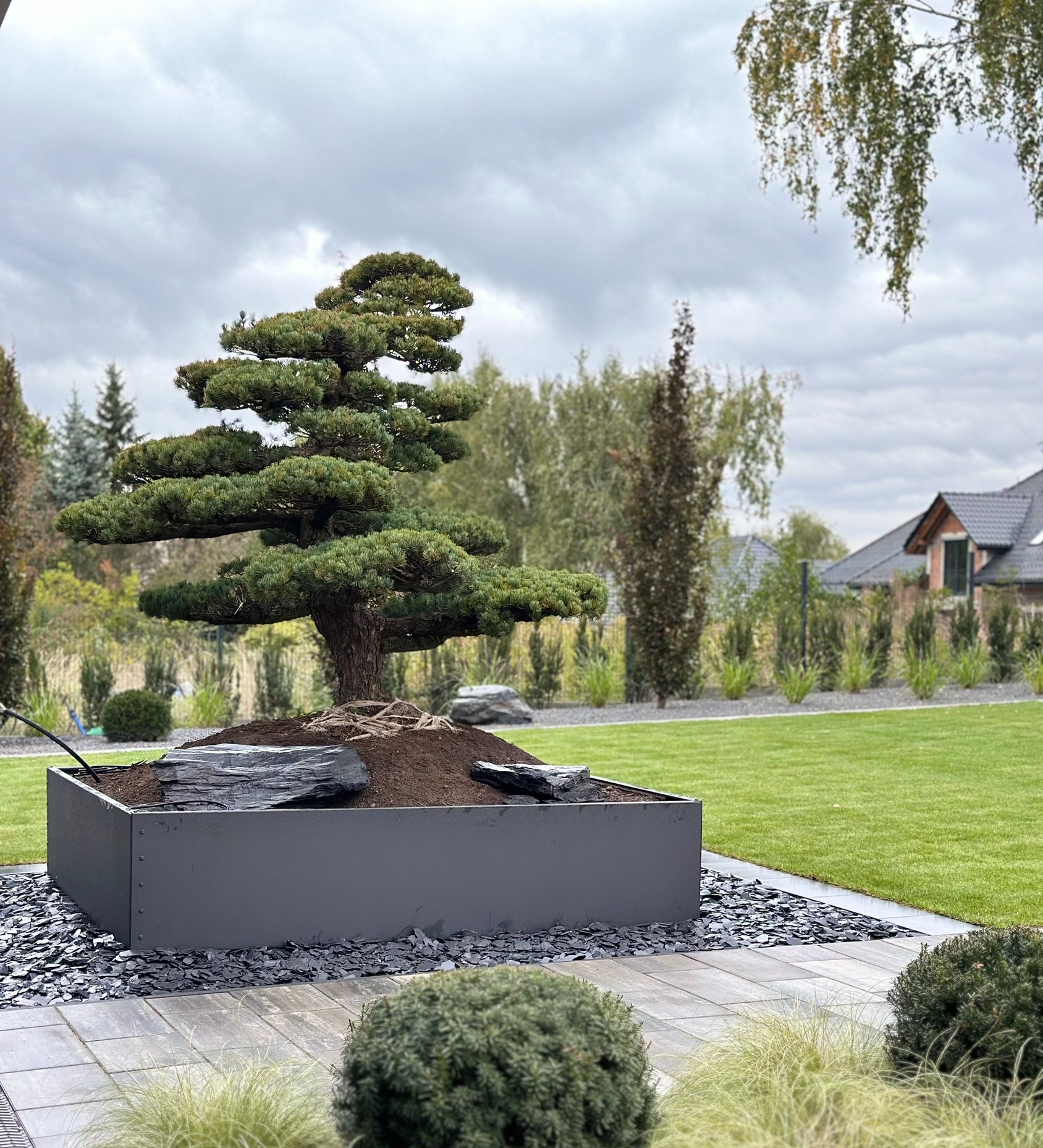 Formowana sosna w nowoczesnej, grafitowej donicy na tle zadbanego trawnika i domu jednorodzinnego, otoczona ozdobnym grysem.