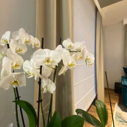 Studio Aranżacji Okien - Beżowa roleta rzymska w pokoju z białymi storczykami. Roleta w neutralnym kolorze, częściowo zasłonięta przez kwiaty, tworzy stonowane tło dla roślin.