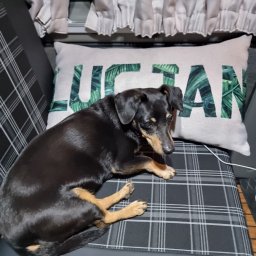 Studio Aranżacji Okien - Czarny jamnik miniaturka leży na kraciastej poduszce z napisem 'Lucjan', w tle zasłony. Ujęcie z góry, miękkie światło.