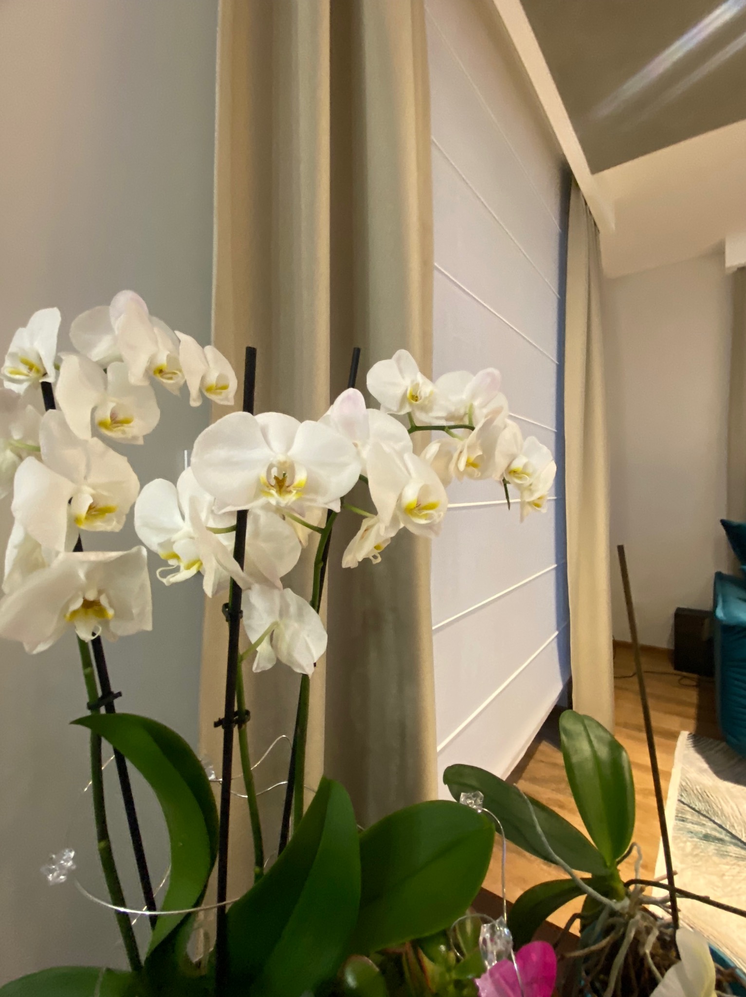 Beżowa roleta rzymska w pokoju z białymi storczykami. Roleta w neutralnym kolorze, częściowo zasłonięta przez kwiaty, tworzy stonowane tło dla roślin.