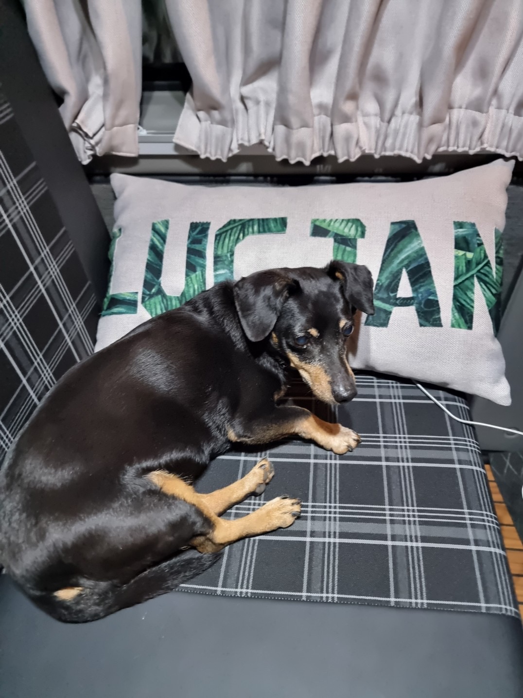 Czarny jamnik miniaturka leży na kraciastej poduszce z napisem 'Lucjan', w tle zasłony. Ujęcie z góry, miękkie światło.