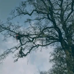 Dwóch arborystów w trakcie pracy na rozłożystym, bezlistnym drzewie. Jeden w czerwonej kurtce na górnej gałęzi, drugi w kamuflażu tnący gałęzie piłą spalinową, wisząc na linach na tle pochmurnego...