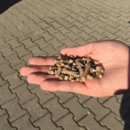 Garść pelletu drzewnego na dłoni, z widoczną strukturą wł&oacute;kien i śladami po procesie produkcji, na tle betonowej kostki brukowej w słoneczny dzień.