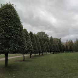 Wycinka drzew Gdańsk 6