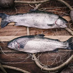Dwie świeże, surowe ryby pstrąga ułożone na drewnianym tle z elementami sieci rybackiej i obciążnikami. Całość w ciepłej tonacji brązów i szarości.