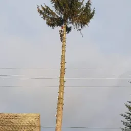 Drzewo iglaste z obciętymi gałęziami i pracownikiem na wysokości, zabezpieczonym liną, w trakcie usuwania korony drzewa.