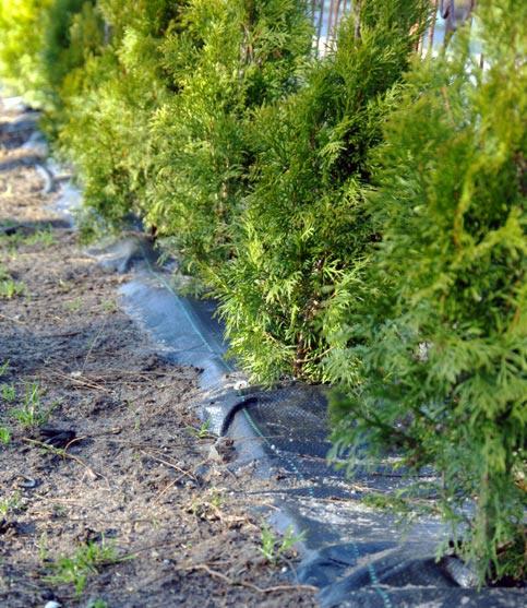 Rząd młodych, zielonych tuj posadzonych wzdłuż czarnej agrowłókniny, widoczne świeżo przygotowane podłoże.
